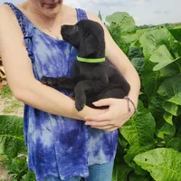 Miles, a male Labrador Retriever for sale in Hillsboro, WI – 5 of 6