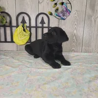 Archie, a male Labrador Retriever for sale in Hillsboro, WI – 3 of 5