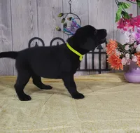 Candy Apple, a female Labrador Retriever for sale in Hillsboro, WI – 4 of 6