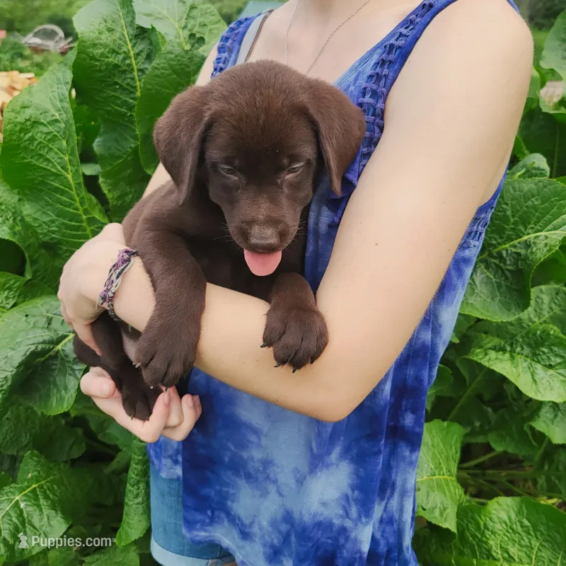 Hibiscus – Labrador Retriever puppy for sale in Hillsboro, WI