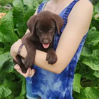 Hibiscus, a female Labrador Retriever for sale in Hillsboro, WI – 1 of 5