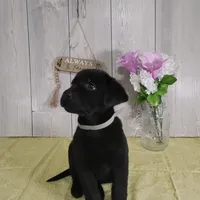 Gabriel, a male Labrador Retriever for sale in Hillsboro, WI – Photo 4 of 5