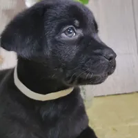 Gabriel, a male Labrador Retriever for sale in Hillsboro, WI – Photo 3 of 5