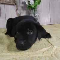 Gabriel, a male Labrador Retriever for sale in Hillsboro, WI – Photo 5 of 5