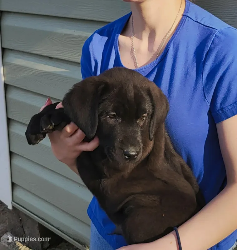 Gabriel – Labrador Retriever puppy on hold in Hillsboro, WI