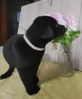 Gabriel, a male Labrador Retriever for sale in Hillsboro, WI – Photo 2 of 5