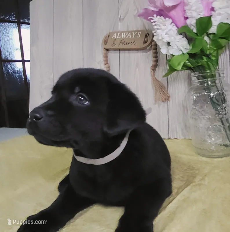 Gabriel – Labrador Retriever puppy for sale in Hillsboro, WI