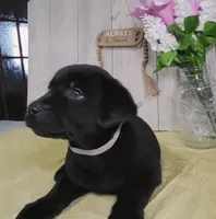 Gabriel, a male Labrador Retriever for sale in Hillsboro, WI – Photo 1 of 5