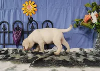 Aster, a male Labrador Retriever for sale in Hillsboro, WI – Photo 5 of 5