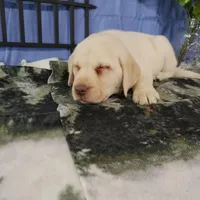 Aster, a male Labrador Retriever for sale in Hillsboro, WI – Photo 4 of 5
