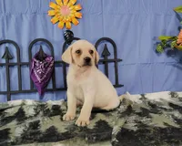 Aster, a male Labrador Retriever for sale in Hillsboro, WI – Photo 3 of 5