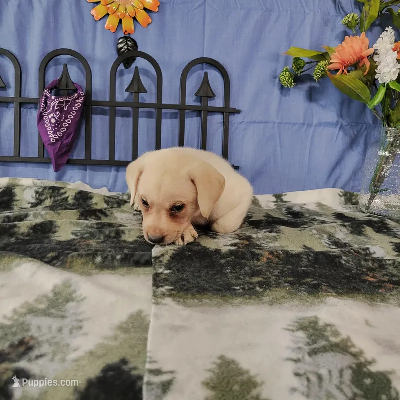 Aster, a male Labrador Retriever for sale in Hillsboro, WI – Photo 1 of 5