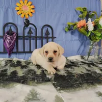 Aster, a male Labrador Retriever for sale in Hillsboro, WI – Photo 2 of 5