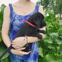 Dahlia, a female Labrador Retriever for sale in Hillsboro, WI – 5 of 6