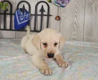 Buster, a male Labrador Retriever for sale in Hillsboro, WI – 1 of 5