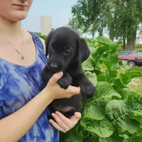 Primrose, a female Labrador Retriever for sale in Hillsboro, WI – 2 of 5