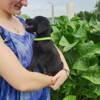Miles, a male Labrador Retriever for sale in Hillsboro, WI – 4 of 6