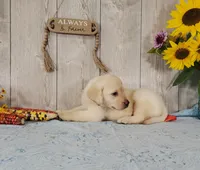 Henry, a male Labrador Retriever for sale in Hillsboro, WI – 2 of 6