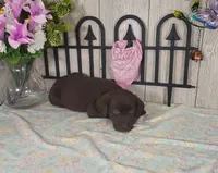 Peony, a female Labrador Retriever for sale in Hillsboro, WI – 4 of 5