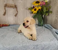 Ivory, a female Labrador Retriever for sale in Hillsboro, WI – 5 of 6