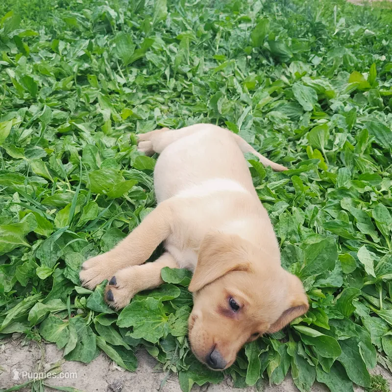 Raymond – Labrador Retriever puppy for sale in Hillsboro, WI