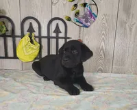 Archie, a male Labrador Retriever for sale in Hillsboro, WI – 5 of 5