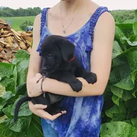 Dahlia, a female Labrador Retriever for sale in Hillsboro, WI – 6 of 6