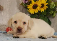 Henry, a male Labrador Retriever for sale in Hillsboro, WI – 4 of 6