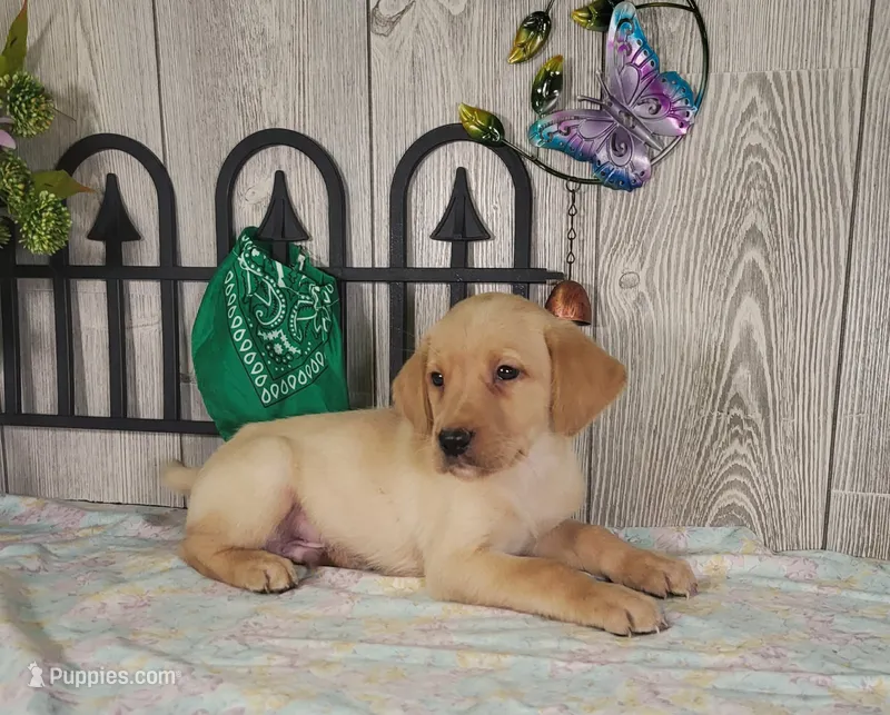 Gary – Labrador Retriever puppy for sale in Hillsboro, WI