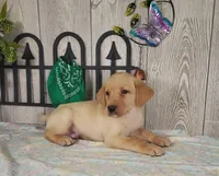 Gary, a male Labrador Retriever for sale in Hillsboro, WI – 1 of 5