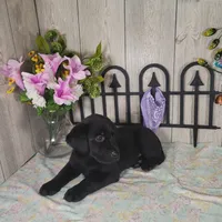 Teddy, a male Labrador Retriever for sale in Hillsboro, WI – 4 of 5