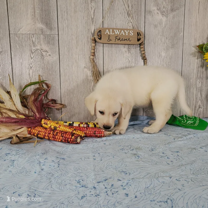 Cane – Labrador Retriever puppy for sale in Hillsboro, WI