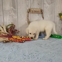 Cane, a male Labrador Retriever for sale in Hillsboro, WI – 1 of 7