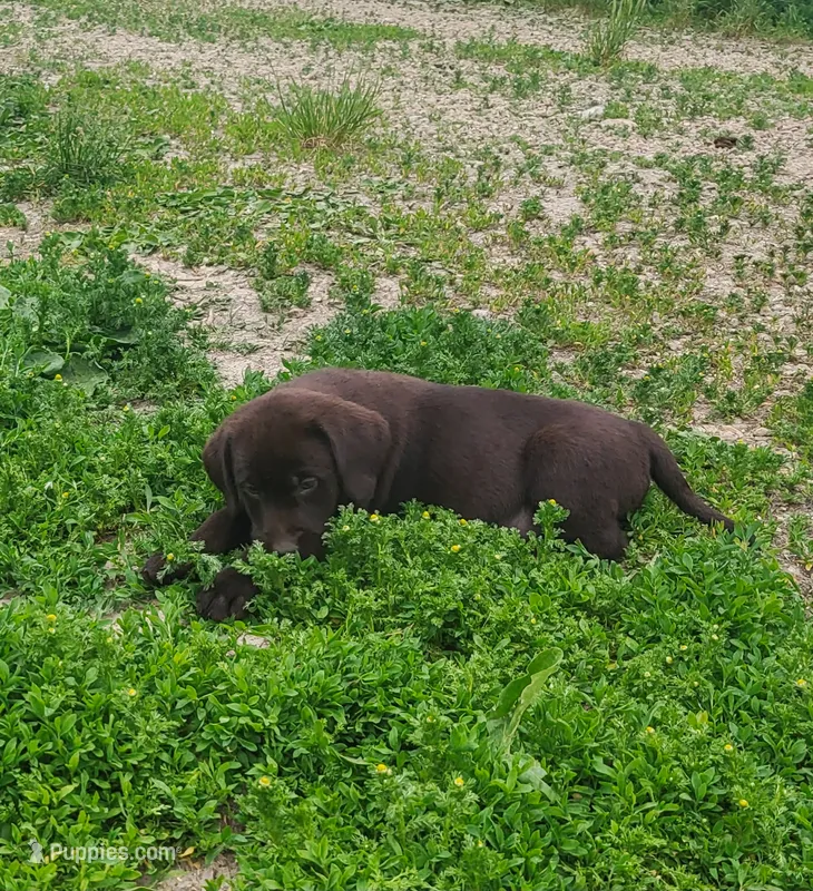 Peony – Labrador Retriever puppy for sale in Hillsboro, WI