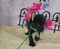 Winona, a female Labrador Retriever for sale in Hillsboro, WI – 5 of 5