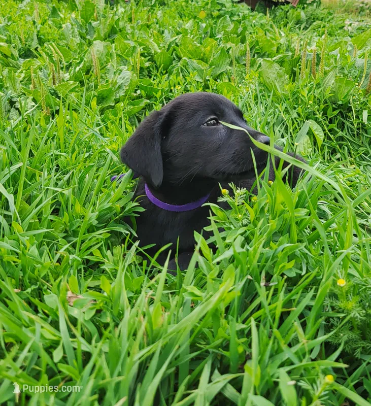 Primrose – Labrador Retriever puppy for sale in Hillsboro, WI