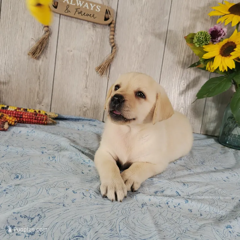 Butter – Labrador Retriever puppy for sale in Hillsboro, WI
