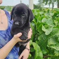 Carter, a male Labrador Retriever for sale in Hillsboro, WI – 3 of 6