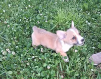 Robin, a male Pembroke Welsh Corgi for sale in Hillsboro, WI – 2 of 8
