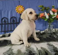 Jasmine, a female Labrador Retriever for sale in Hillsboro, WI – Photo 4 of 5