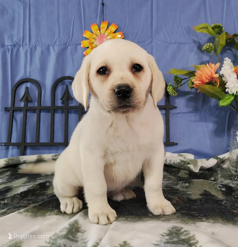 Jasmine, a female Labrador Retriever for sale in Hillsboro, WI – Photo 1 of 5