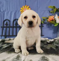 Jasmine, a female Labrador Retriever for sale in Hillsboro, WI – Photo 1 of 5