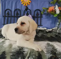 Jasmine, a female Labrador Retriever for sale in Hillsboro, WI – Photo 3 of 5