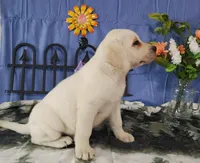 Jasmine, a female Labrador Retriever for sale in Hillsboro, WI – Photo 2 of 5