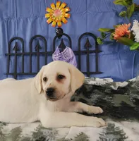 Jasmine, a female Labrador Retriever for sale in Hillsboro, WI – Photo 5 of 5