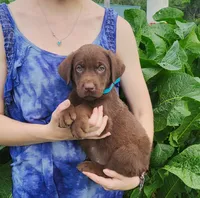Cooper, a male Labrador Retriever for sale in Hillsboro, WI – 1 of 6