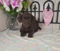 Peony, a female Labrador Retriever for sale in Hillsboro, WI – 1 of 5