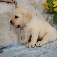 Butter, a female Labrador Retriever for sale in Hillsboro, WI – 7 of 7