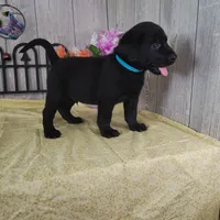 Dillion, a male Labrador Retriever for sale in Hillsboro, WI – 3 of 5