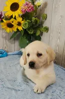 Davie, a male Labrador Retriever for sale in Hillsboro, WI – 7 of 7